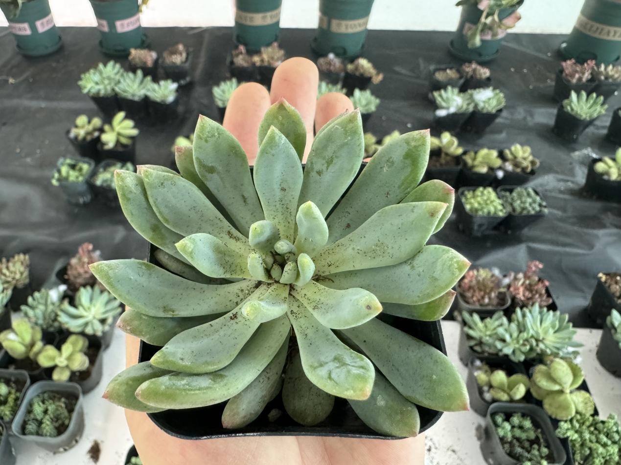 1716536344342056.jpg 图片9.jpg